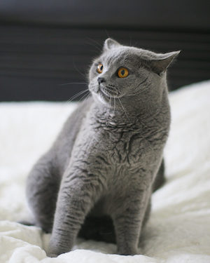 Les nuances du langage corporel des chats et du langage des félins