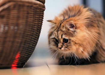 Les pointeurs laser sont-ils efficaces pour les chats ?