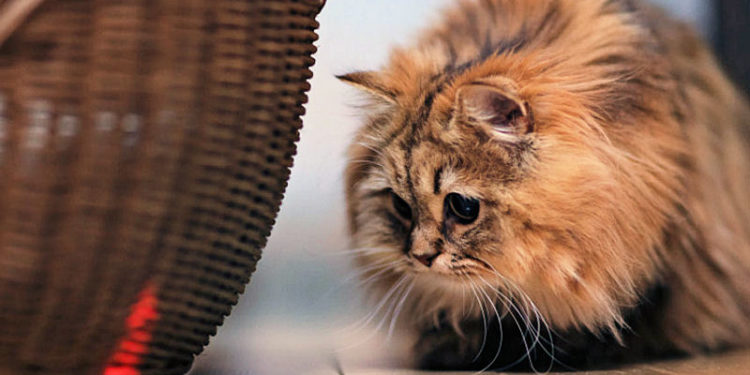 Les pointeurs laser sont-ils efficaces pour les chats ?