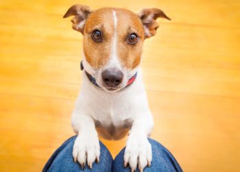 Les propriétaires encouragent les mauvais comportements des chiens