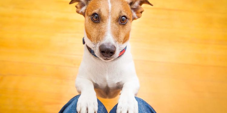 Les propriétaires encouragent les mauvais comportements des chiens
