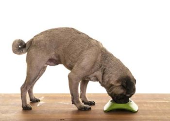 Microminéraux: de minuscules quantités, mais de gros effets