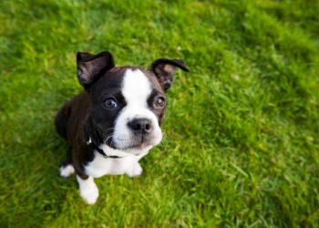 Mon chien a-t-il besoin d’un vaccin contre la rage chaque année?