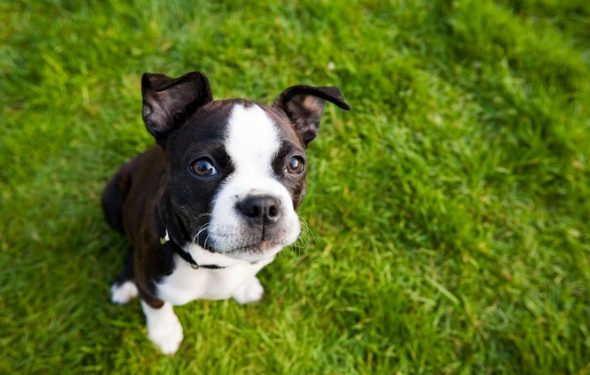 Mon chien a-t-il besoin d’un vaccin contre la rage chaque année?