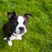 Mon chien a-t-il besoin d’un vaccin contre la rage chaque année?