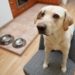 Most Homemade Dog Food Recipes Are Not Good Enough
