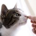 Nourrir les chats atteints de cancer afin qu’ils soient assez forts pour le combattre