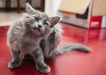 Pouvez-vous donner un chat Benadryl?