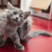 Pouvez-vous donner un chat Benadryl?