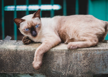Prendre soin des chats sauvages: soins de santé, coûts et éléments à considérer