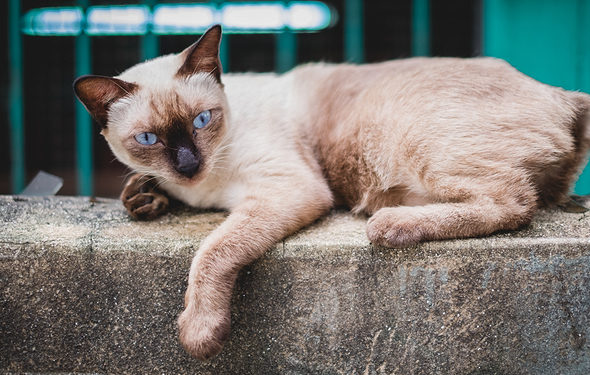 Prendre soin des chats sauvages: soins de santé, coûts et éléments à considérer