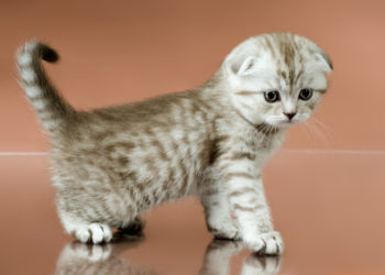 Problèmes de santé des chats Scottish Fold