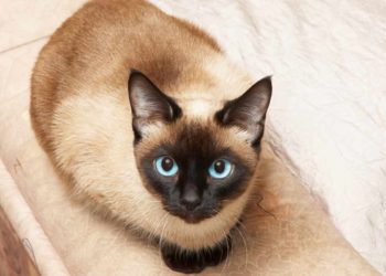 Problèmes de santé des chats siamois