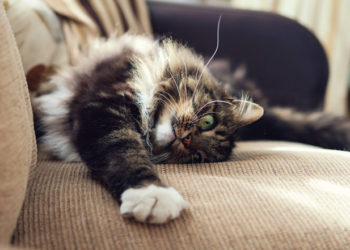 Problèmes les plus fréquents liés au comportement des chats