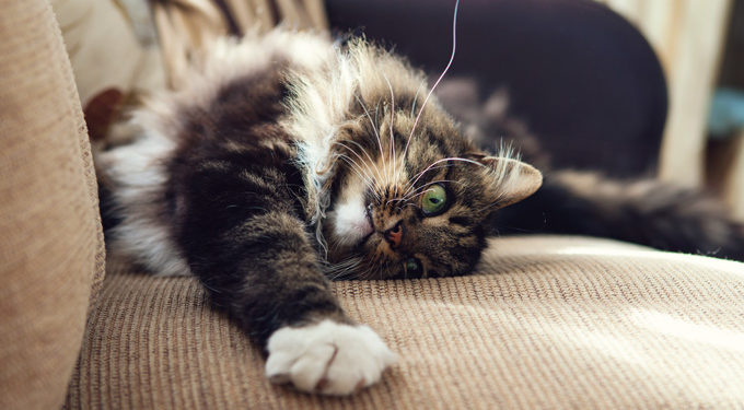 Problèmes les plus fréquents liés au comportement des chats