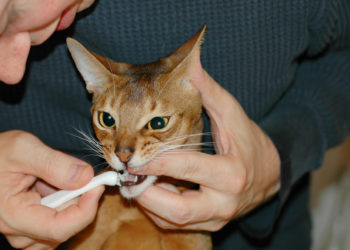 Procédure de nettoyage des dents de chat