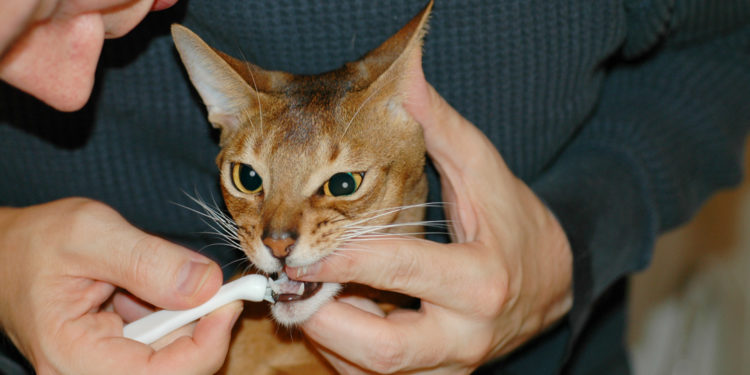 Procédure de nettoyage des dents de chat