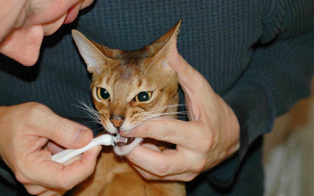 Procédure de nettoyage des dents de chat