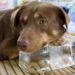 Puppy Popsicles – Keeping Your Dog Cool in the Summer Heat