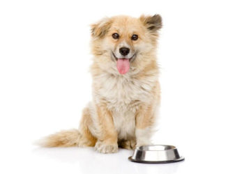 Que nourrir un chien souffrant de diarrhée chronique