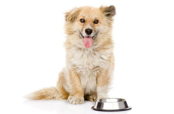 Que nourrir un chien souffrant de diarrhée chronique