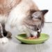 Quelle quantité de nourriture un chat doit-il manger ?