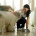 Recommended Nutritional Daily Allowances for Dog Foods