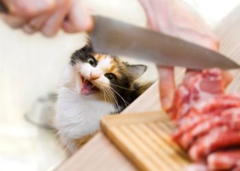 Régime alimentaire cru pour chats | Nourriture crue pour chat | Comment nourrir les chats avec des aliments crus