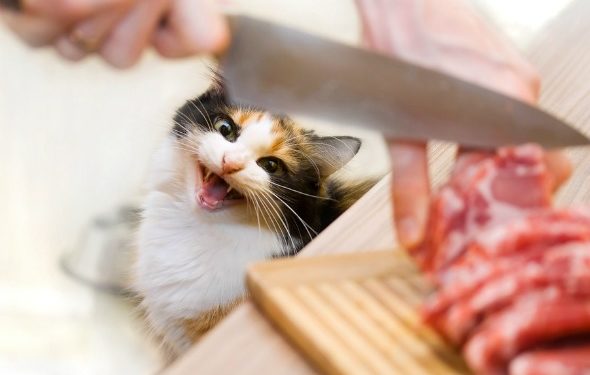Régime alimentaire cru pour chats | Nourriture crue pour chat | Comment nourrir les chats avec des aliments crus