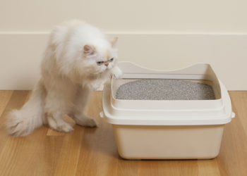 Risques sanitaires des litières pour chats