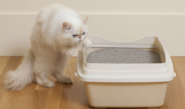 Risques sanitaires des litières pour chats