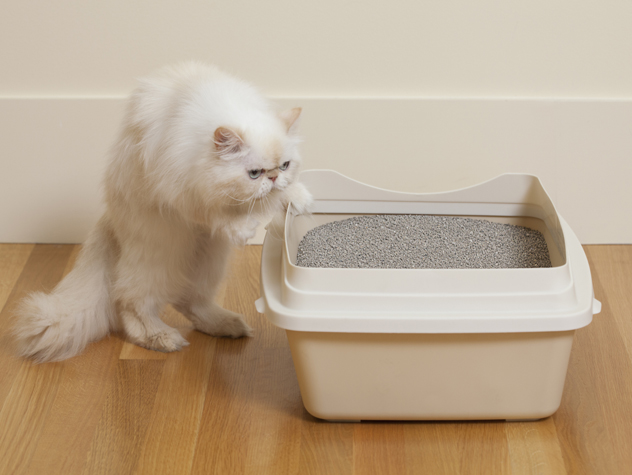 Risques sanitaires des litières pour chats