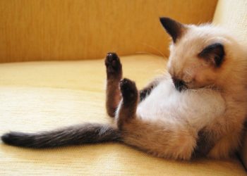 Ronflement de chat