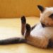 Ronflement de chat