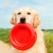 Therapeutic Dog Food: Are You Feeding Your Sick Dog the Right Kind of Food