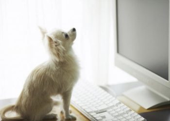 Top 10 des blogs de chiens