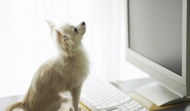 Top 10 des blogs de chiens