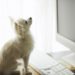 Top 10 des blogs de chiens