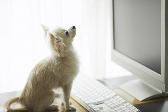 Top 10 des blogs de chiens