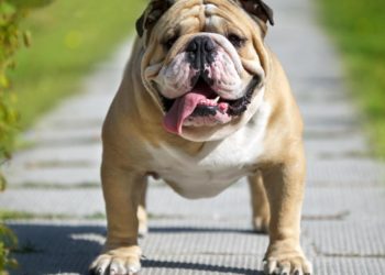 Top 10 des chiens avec enfants