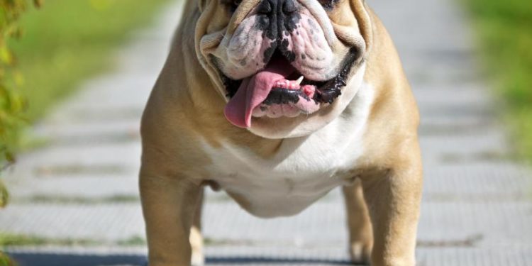 Top 10 des chiens avec enfants