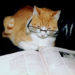 Top 10 des magazines pour chats