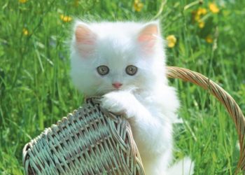 Top 10 des noms de chats en 2017