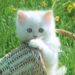 Top 10 des noms de chats en 2017