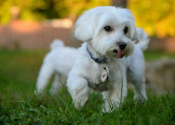 Top 20 des noms de chiens 2016