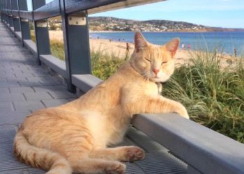 Top 30 des blogs de chats 2017