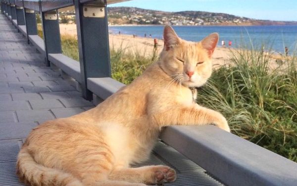 Top 30 des blogs de chats 2017