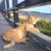 Top 30 des blogs de chats 2017