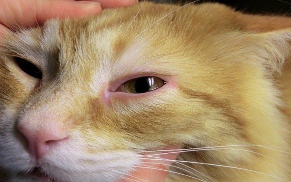 Traitement de la conjonctivite féline en vente libre