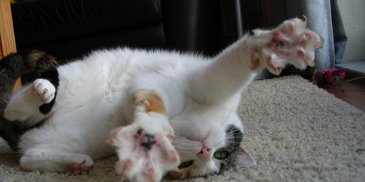 Traitement de l’épilepsie du chat